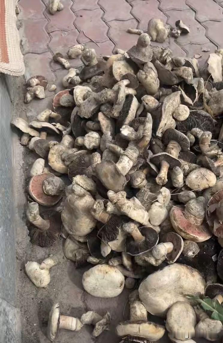 我家林带地里发现了好多的蘑菇。去年入冬把地里灌了一遍冬水。

没想到开春妹妹去地