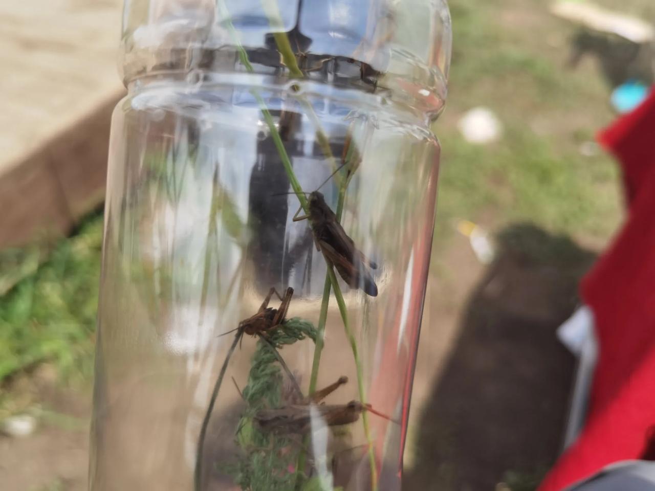 蚂蚱小羊，小羊悠闲的吃草，蚂蚱这玩意好久没注意了，一个小朋友捉了不少