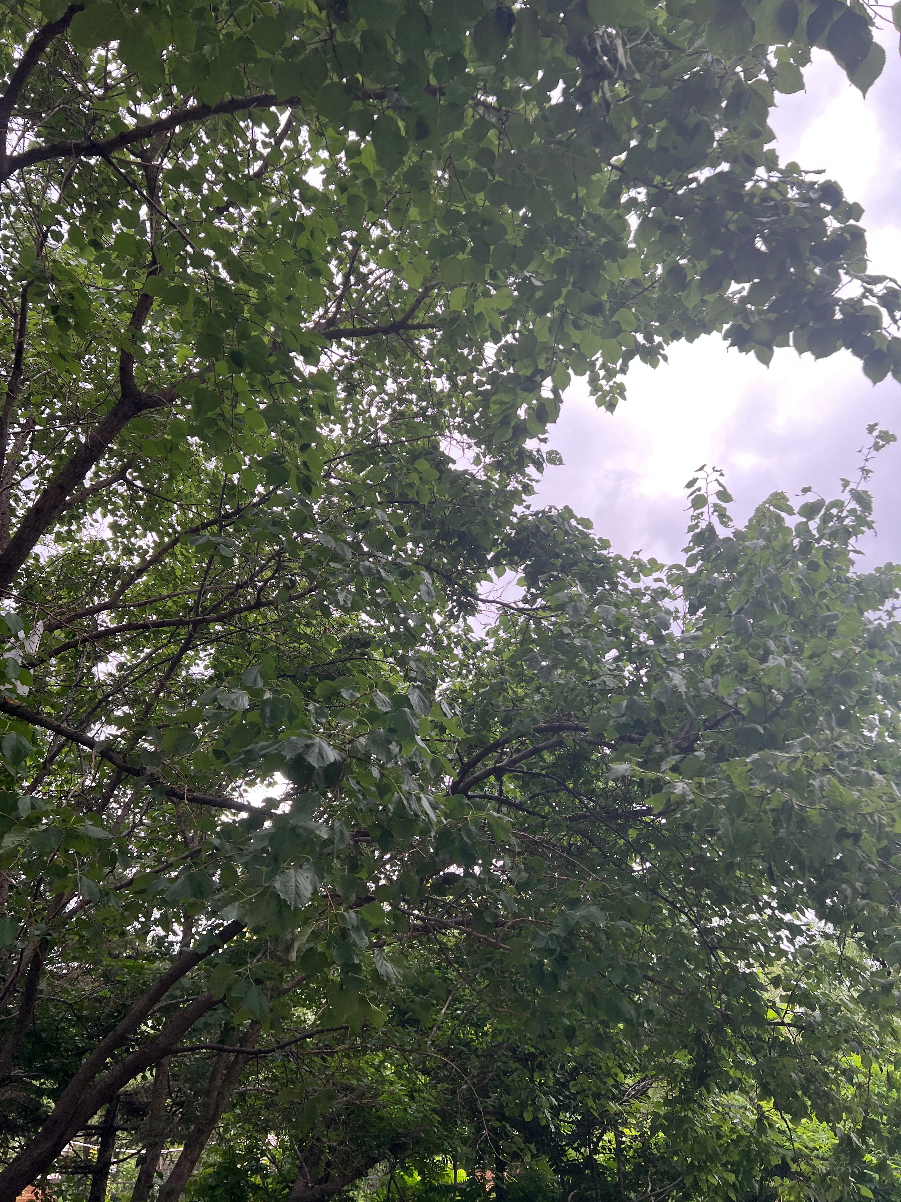 几天没注意，树上的果子都落没了，不知道是不是下雨下的落这么快，希望今天不要再下了