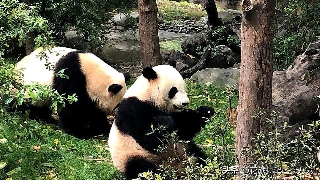 日本议员12月下旬放狂言！竟想抢台北熊猫？台将领怒怼+国台办硬话，太解气！
 