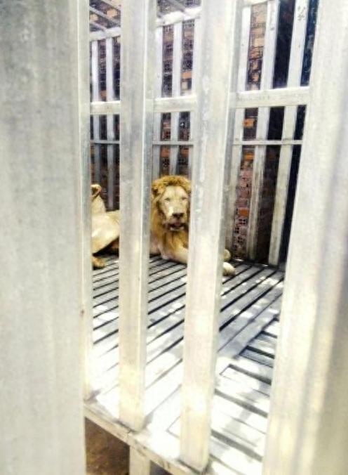 黑幕太揪心了！泰国军队在泰柬边境的特莫达赌场执行清剿任务，结果在赌场废墟里听到了