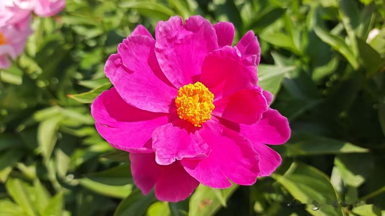 今日赏花，随手拍。公园漫步随手拍，愿生活像花儿一样。