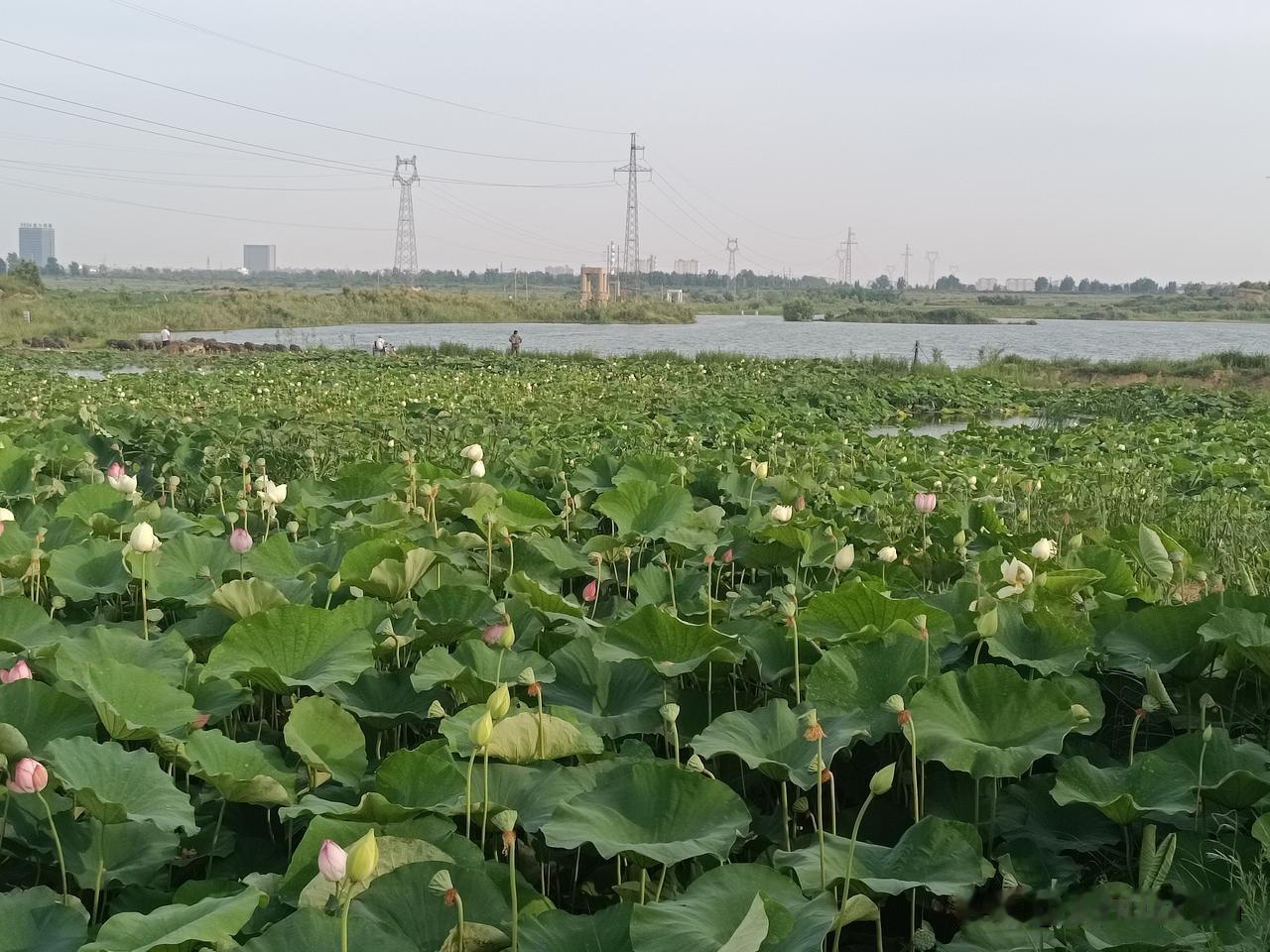 御藕园荷花
——盛花期过后，仍有游人……
（图片：拍摄于沙河城镇西赵庄·御藕园 