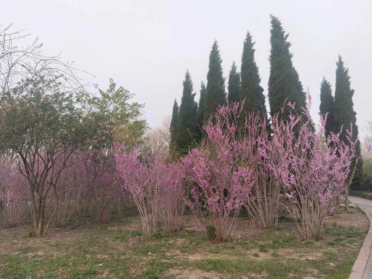 游花山

花山花烂漫
春花香满园
​几步一个景
绿水润心田
​