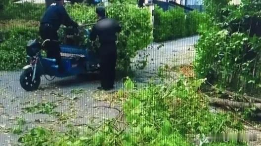 上海，男子醉酒后在小区骑电瓶车，结果迷迷糊糊中被路上的树枝绊倒，摔成八级伤残，事