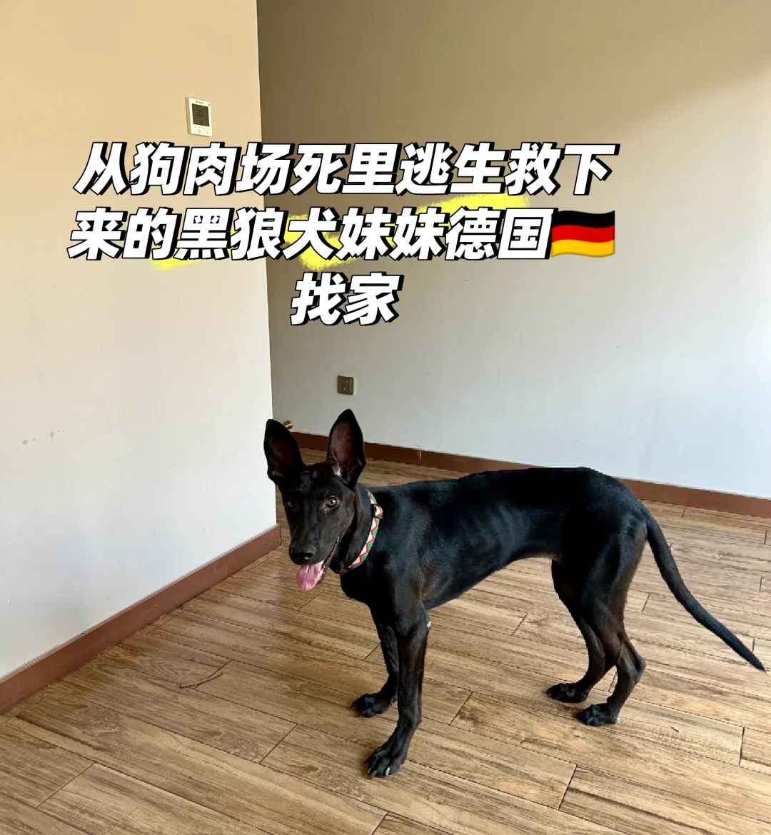 🇩🇪🇫🇷🇮🇹黑狼犬妹妹找家