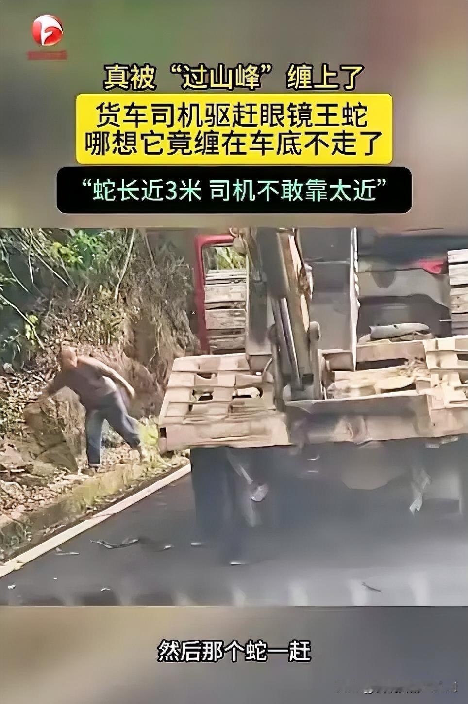 太吓人了！”近日，广东韶关，一货车司机行驶在山路中时，不小心压到了一条3米长的“