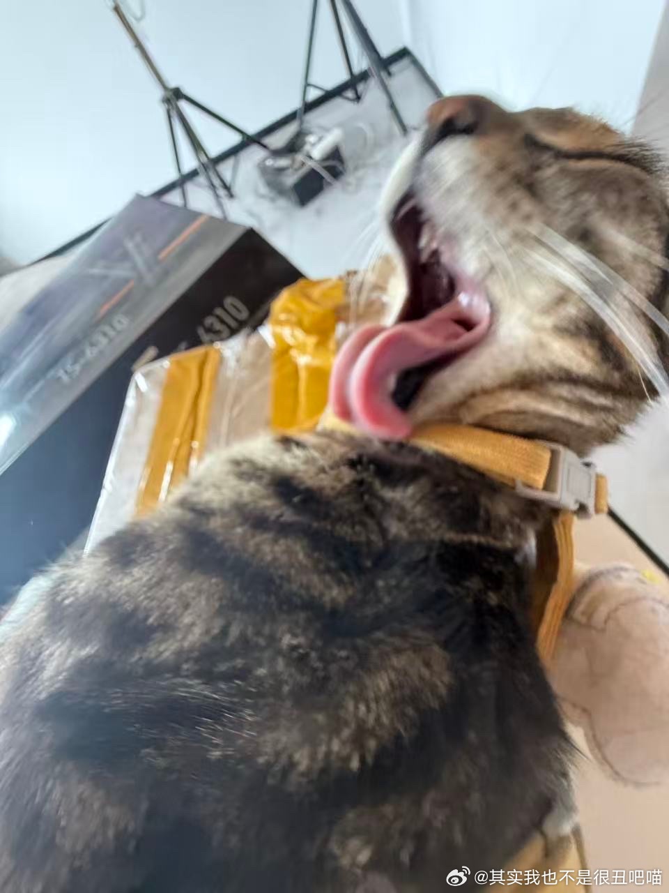 49897【丑猫】就是这样 