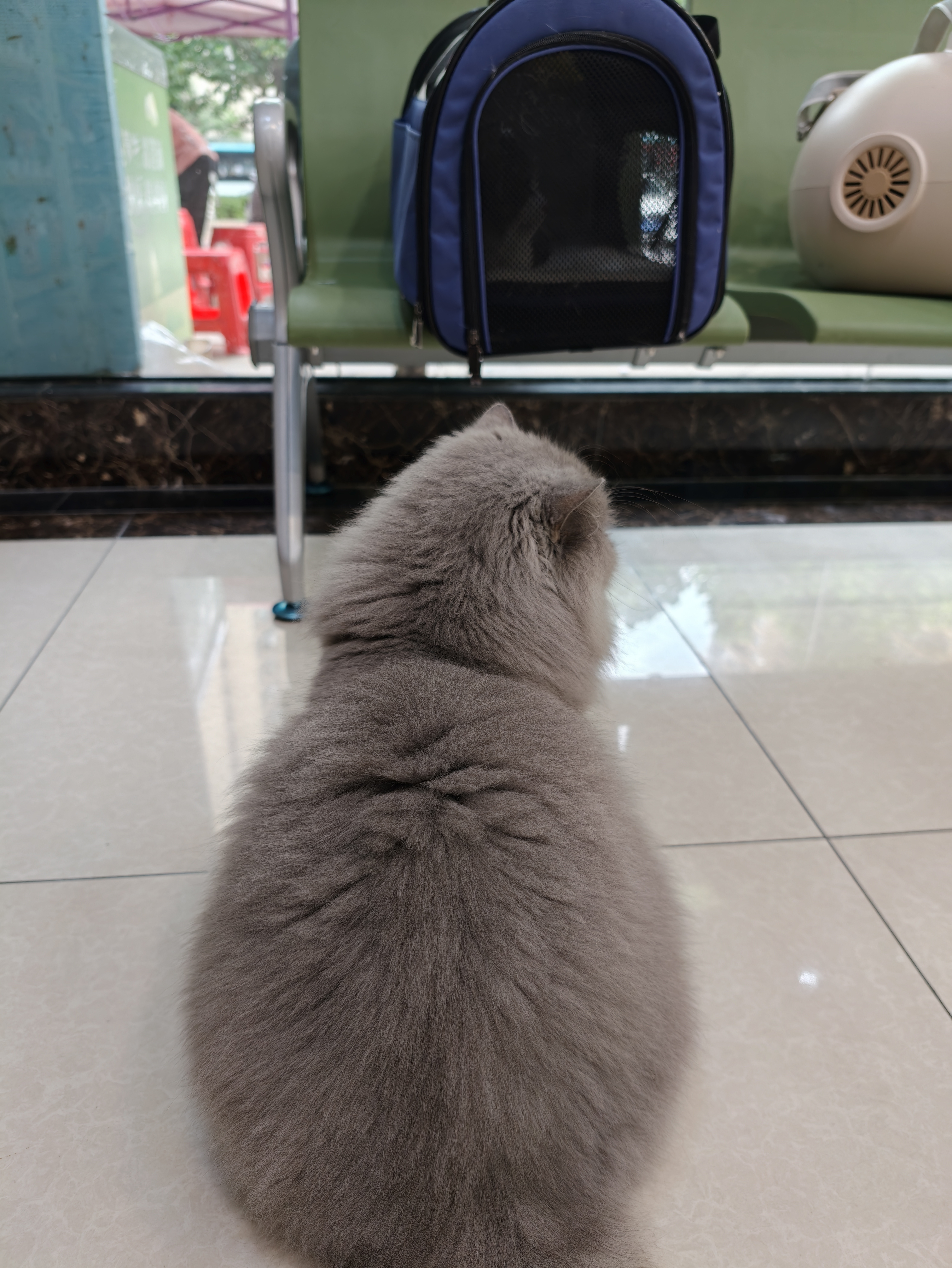 带猫来绝育，被医院猫盯上了
