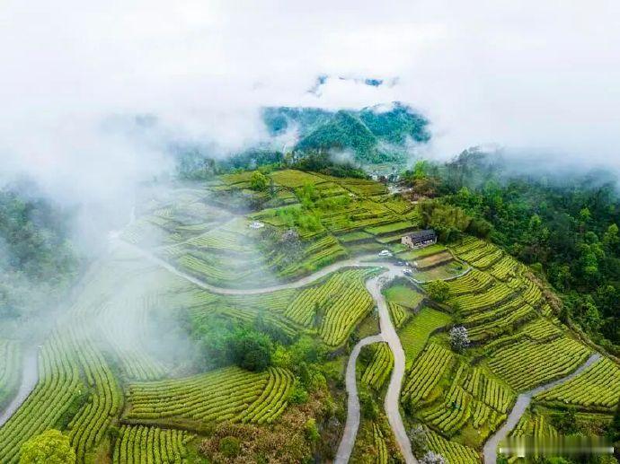 这棵变异株如今成为台州共富金叶子 变异株的逆袭之路！制茶师褚俊骅带黄茶苗进贫困村