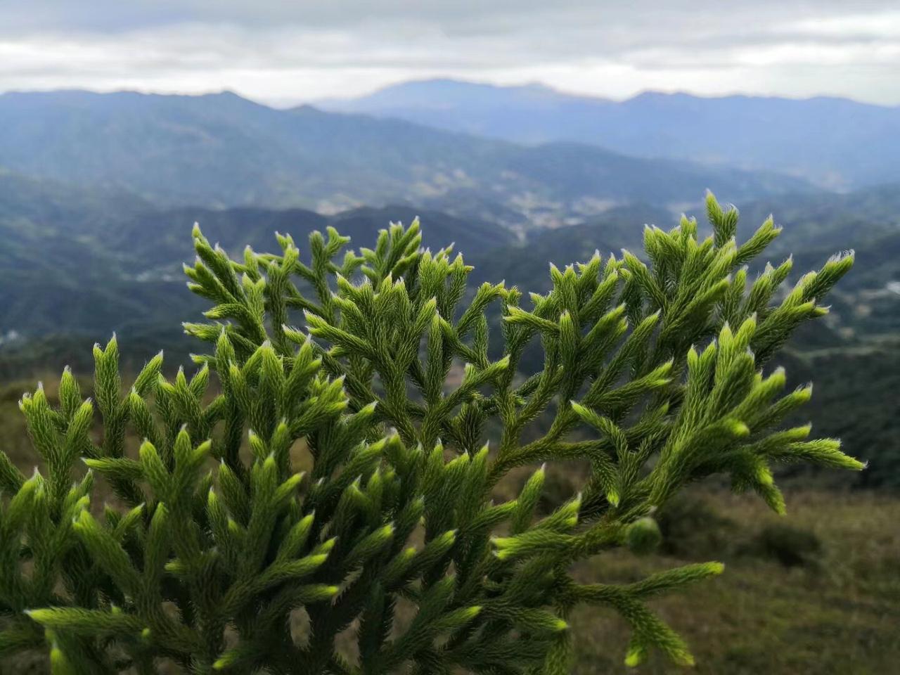 [我想静静]我这还有大量的苦，各类低级的高级的都有请过来放开肚皮吃个饱[得意][