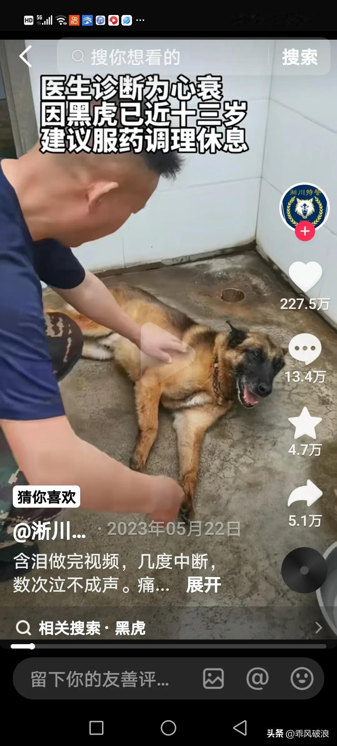 黑虎警犬在部队服役了十三年，因年老患肾衰竭而不幸离世。生前与它共事过的战友为它打