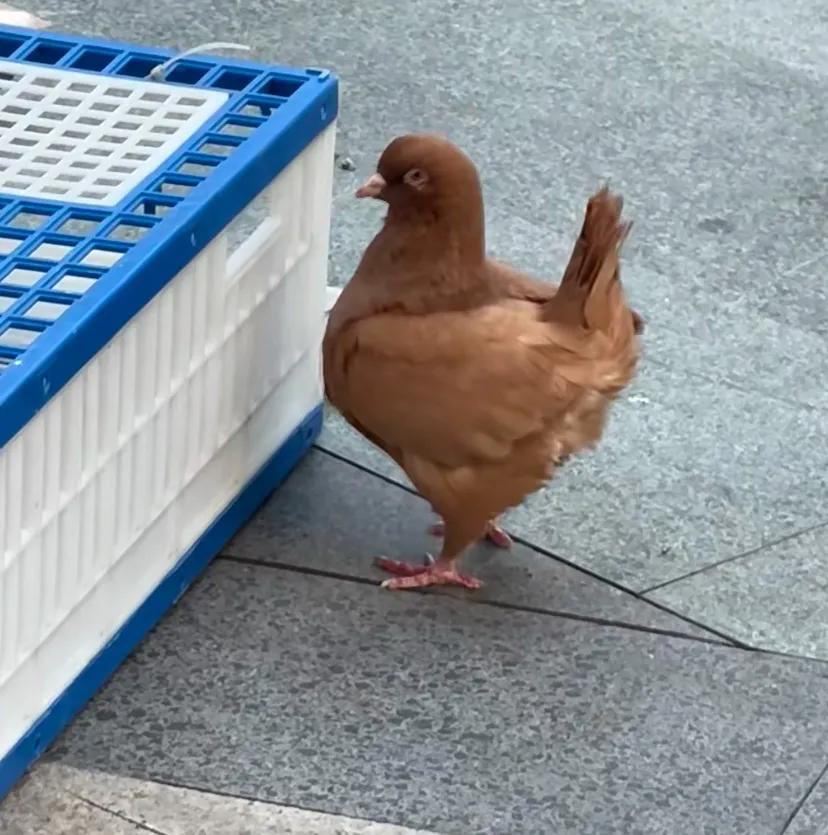 我越看这鸡。。。。。#今天晚餐长这样