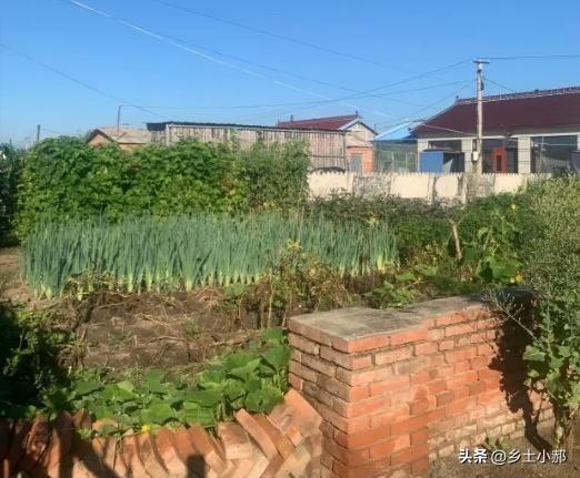 为什么农村的蛇越来越多了，不管是数量还是品种都多了？背后藏着这些原因

最近回老