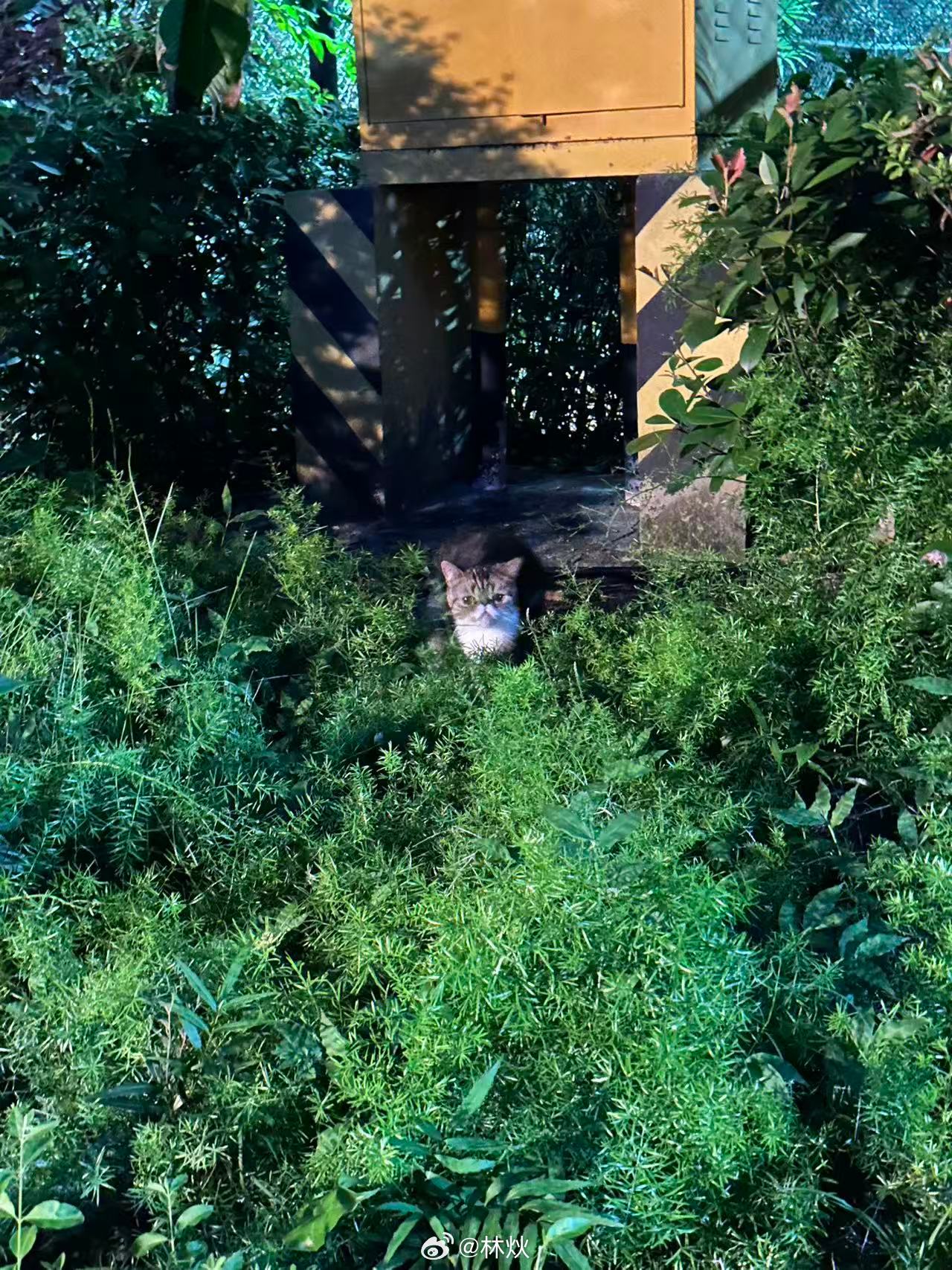 现在流浪猫品种越来越刁钻了 