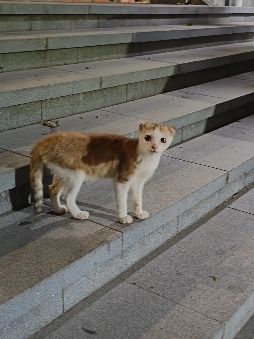 下班路上遇到小猫咪，感觉耳朵怪怪的，是折耳吗?