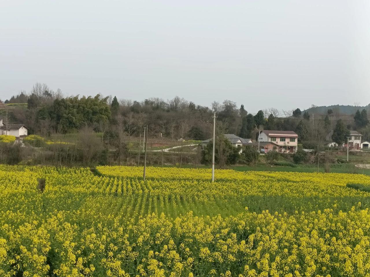 静待油菜花“怒放”！过绵梓路，玉皇观下，魏城镇玉珠村附近，满地的油菜花已逐步开放