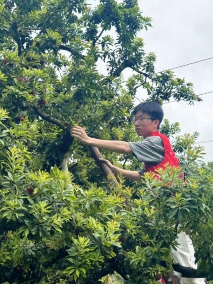 台州红马甲扎进杨梅林护航丰收路了解到农户难题，当地党员志愿者全员出动，顶着高温上