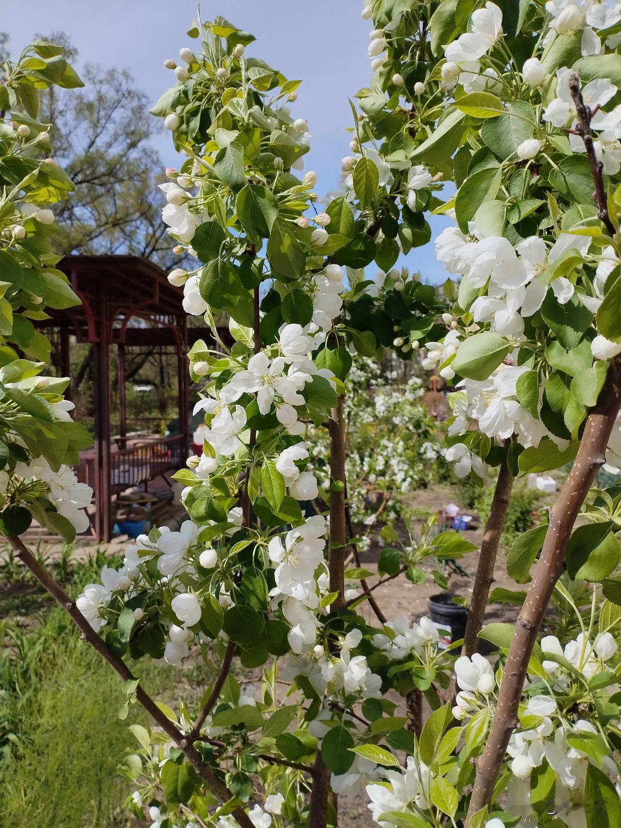 满院芳
寒地黑土迟来芳，
梨树开花满院香。
琼枝玉影亭亭立，
请续句……
（山河