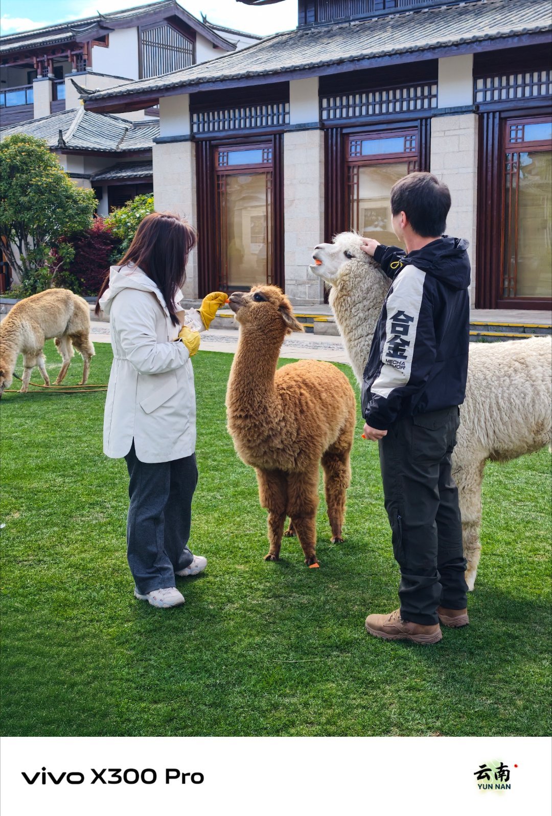 摄影作品《喂羊驼的两位大V》 丽江