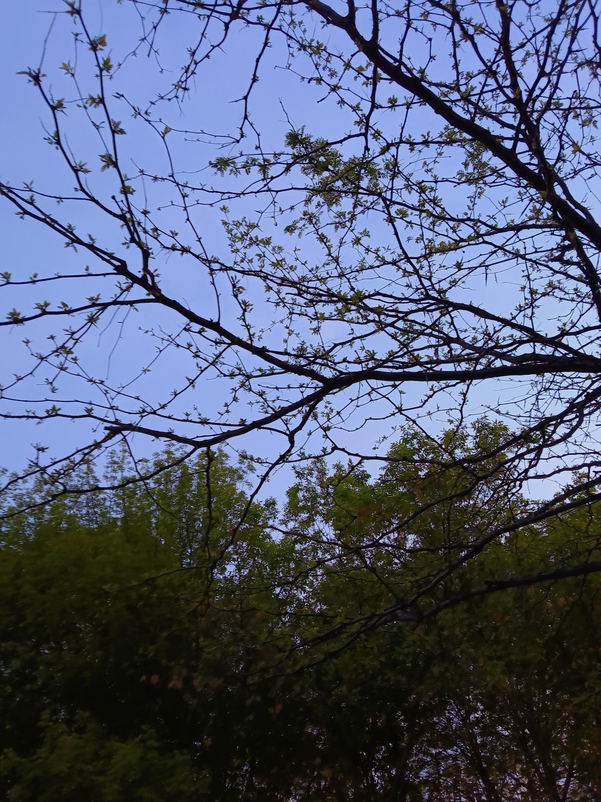 春日暖阳下，树枝轻摇，新绿初现。🌿🌞树枝伸向天空，点缀绿叶之间，好美呀！