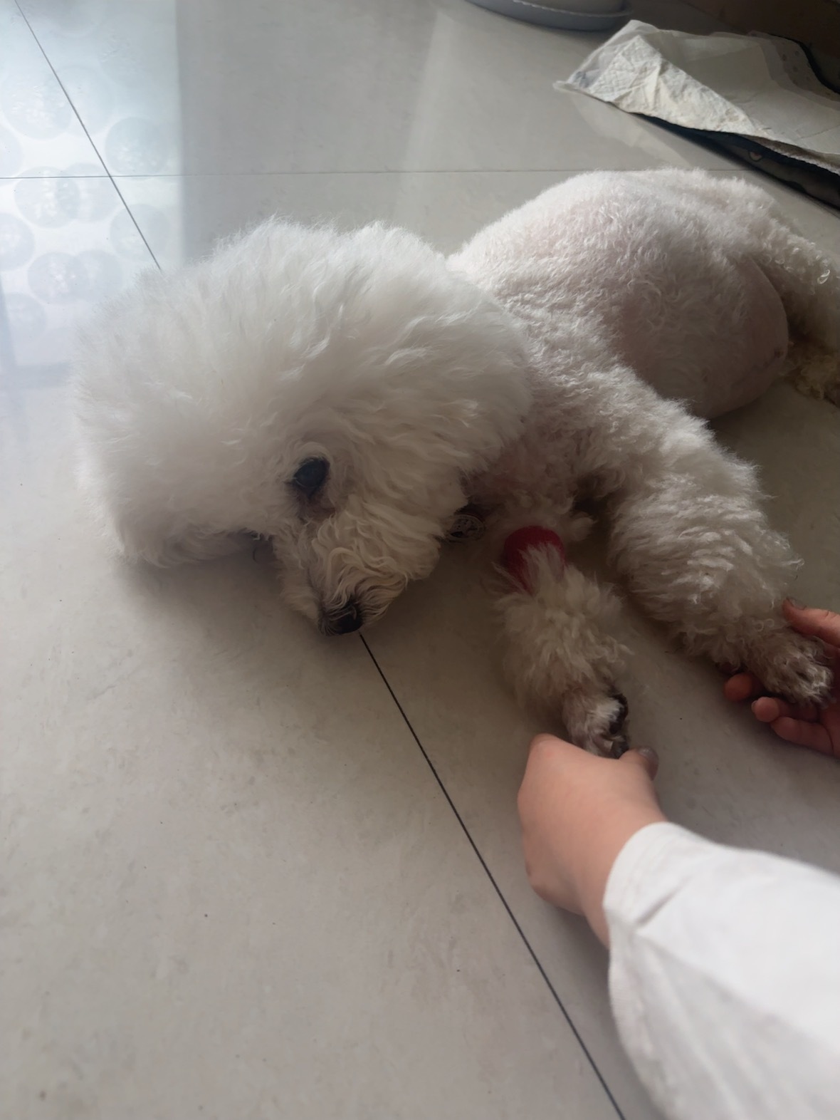今天回婆婆家吃午饭十一🐶的状态已经非常非常不好了 四天没吃没喝 喝口水都吐 连