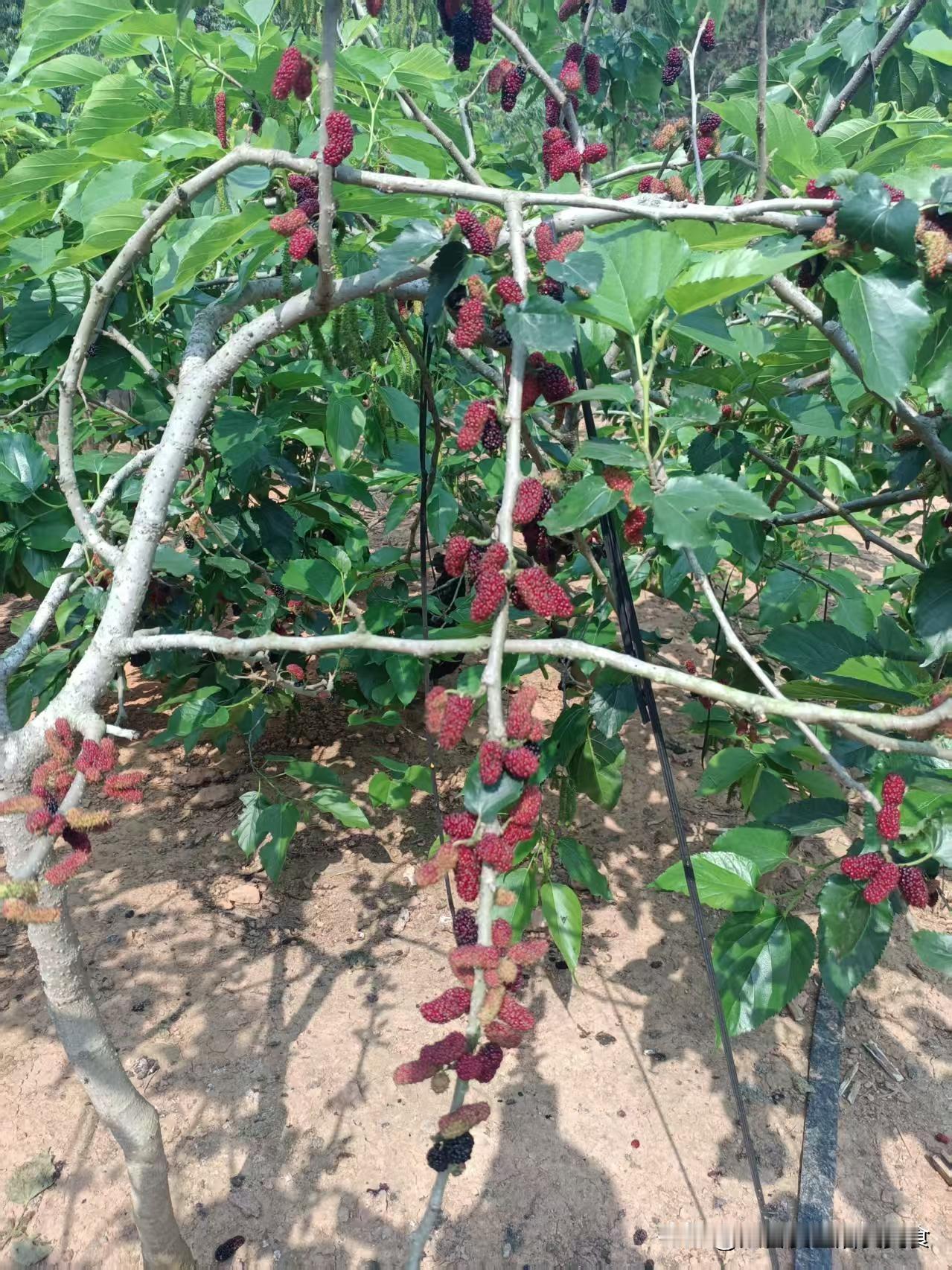 南方的春天万物复苏，

周末又是个踏青的好去处！

阳春三月的风景 春日好游玩