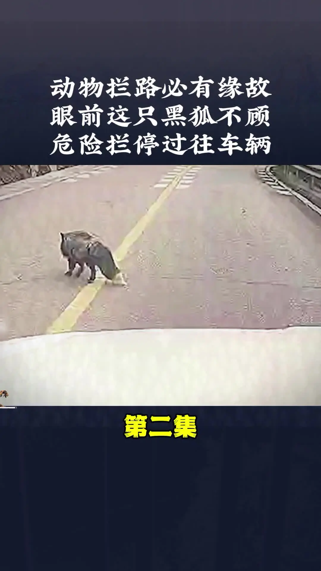 动物世界 动物的迷惑行为 内容启发搜索