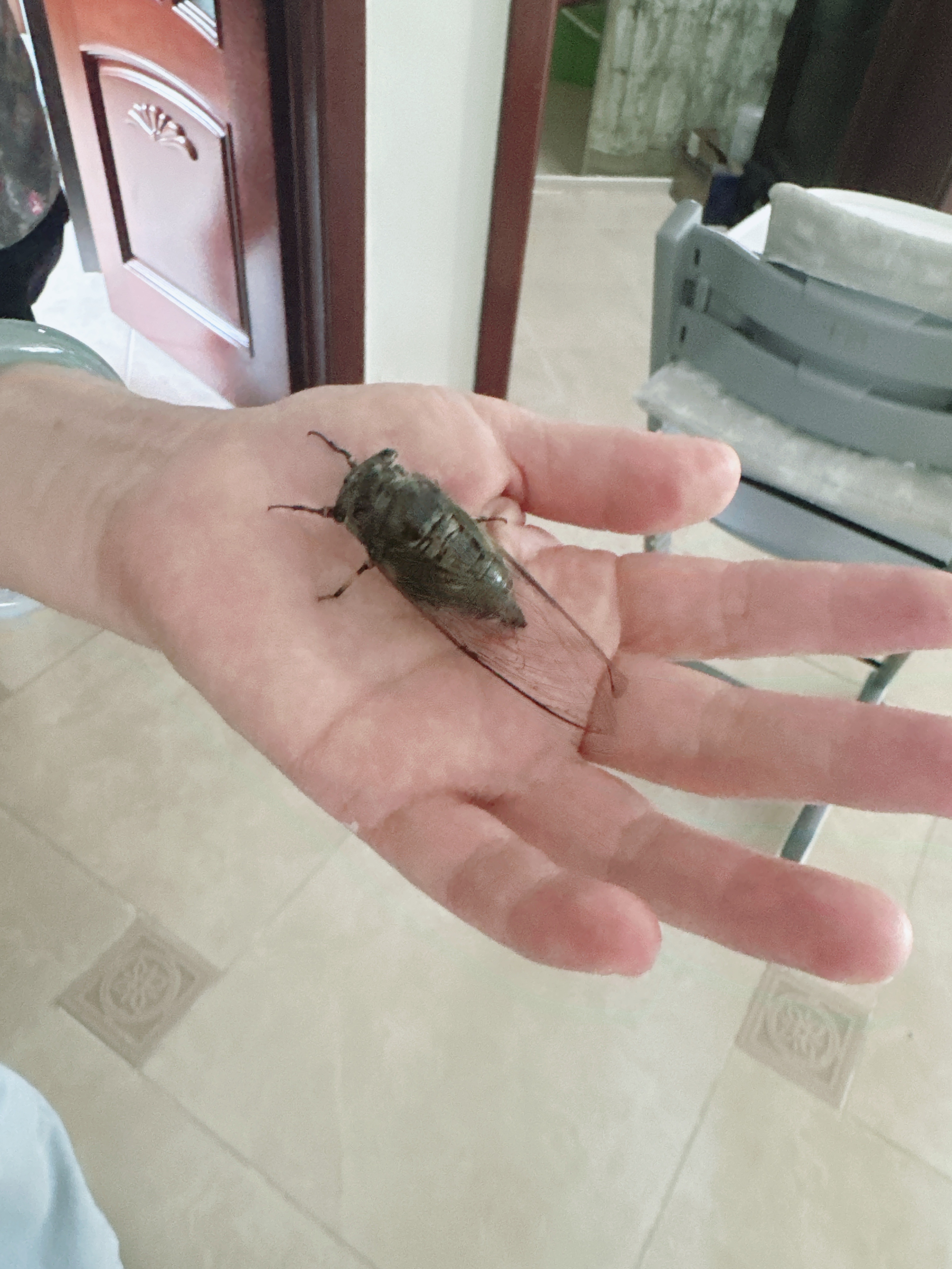 我妈真的很神奇经常能能抓到这种知了我妈：把它放到绾绾的蚊帐里面抓蚊子吃屈阿姨：她