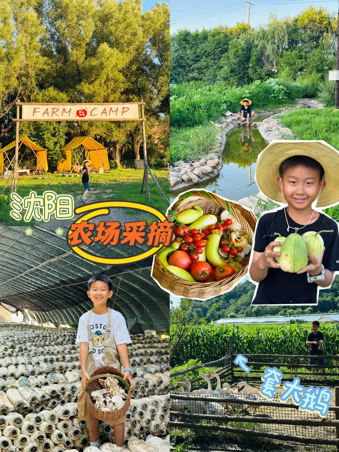 >距沈阳1h！周末农场采摘🍄烧烤撒野攻略！