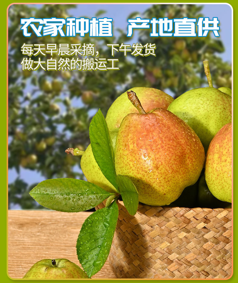 🌟【新疆库尔勒香梨｜春日润燥必备】🌟咬一口爆汁的“天山甘露”来啦！🍐新疆库