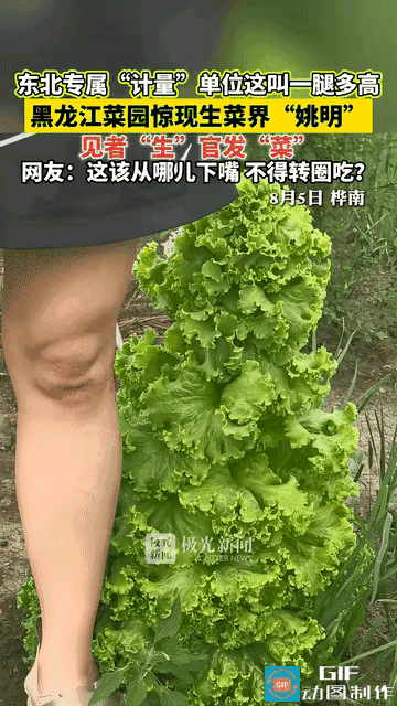 “解释不清了！”黑龙江icon一男子在菜园里撒了把生菜种子，别的生菜都规规矩矩矮