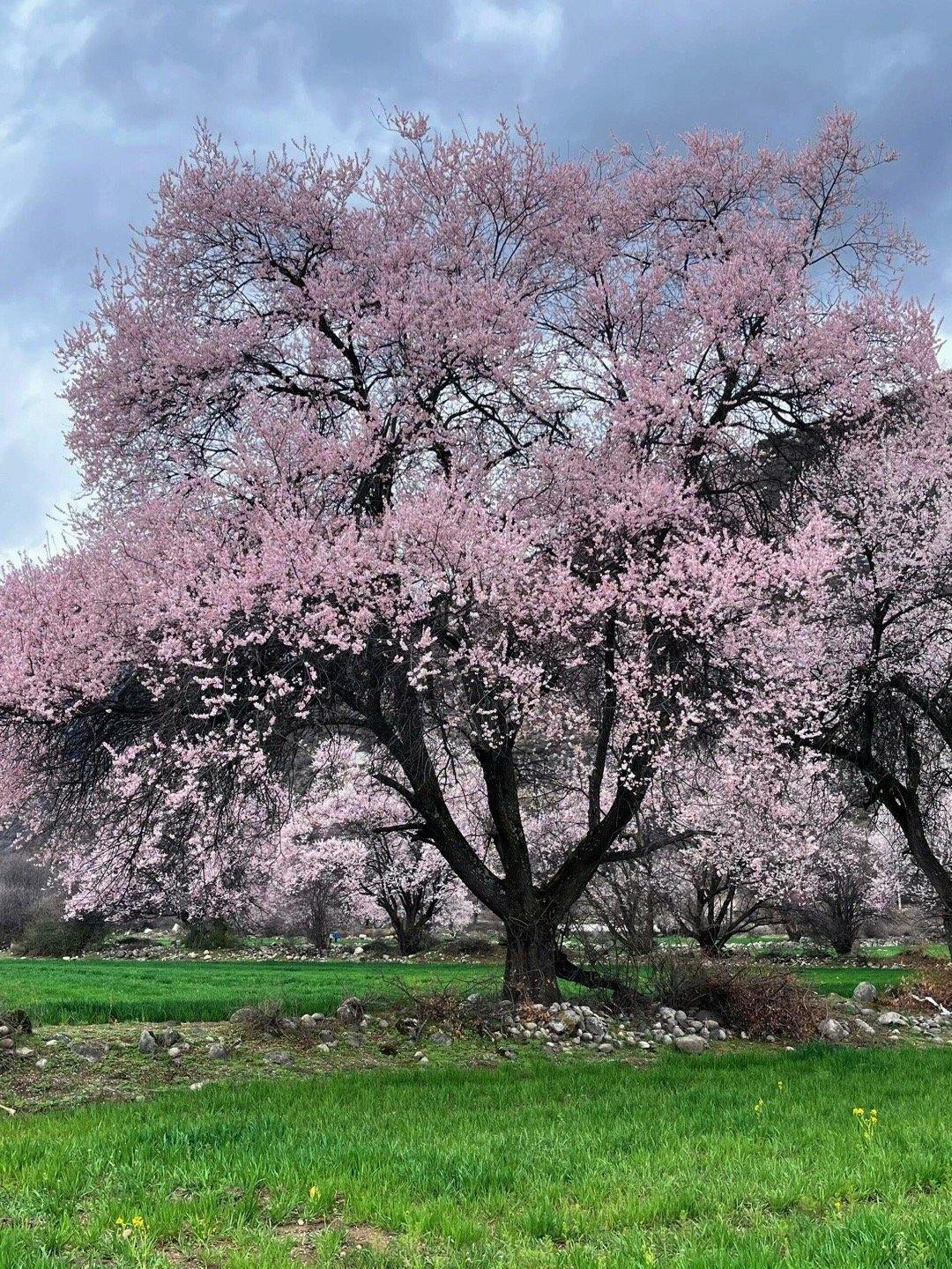 📍林芝 「三生三世十里桃花🌸」照进现实 
