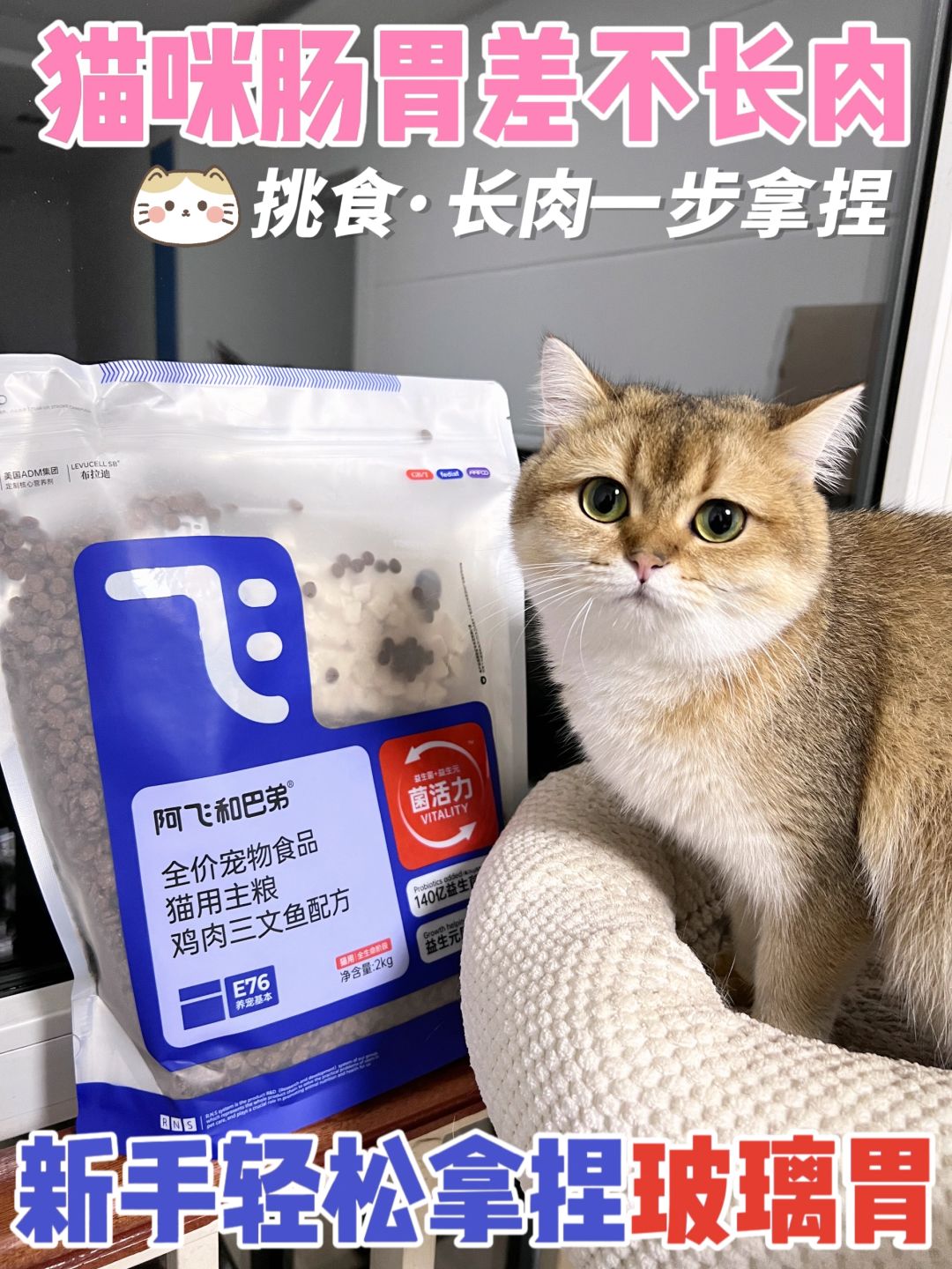 猫咪肠胃差不长肉？轻松拿捏玻璃胃小猫🐱