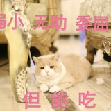 语桐热读
