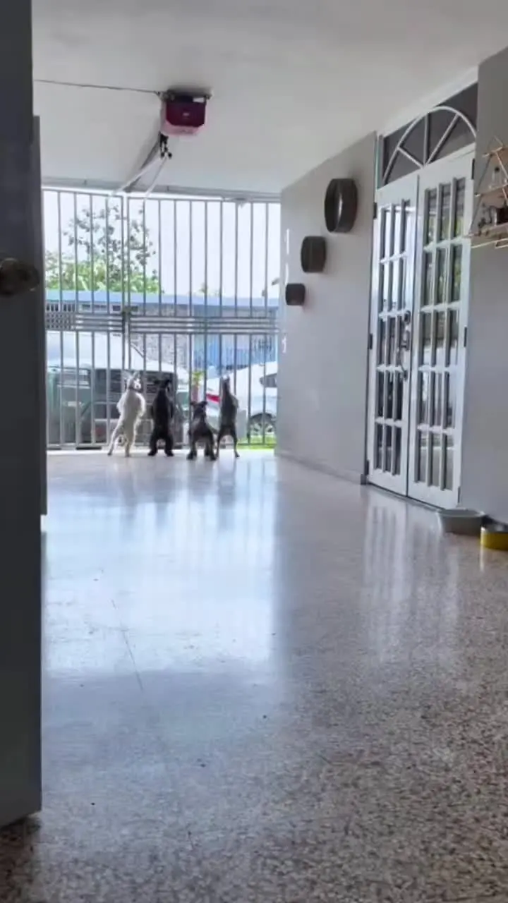 有些事不分物种