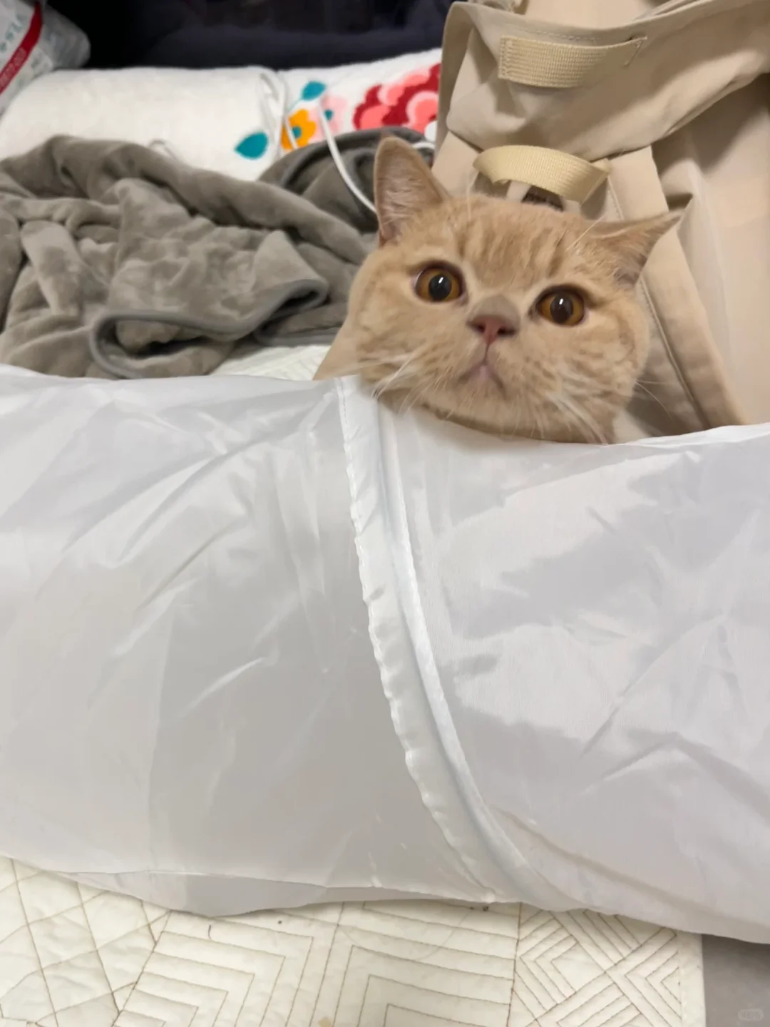 可爱猫猫头😶