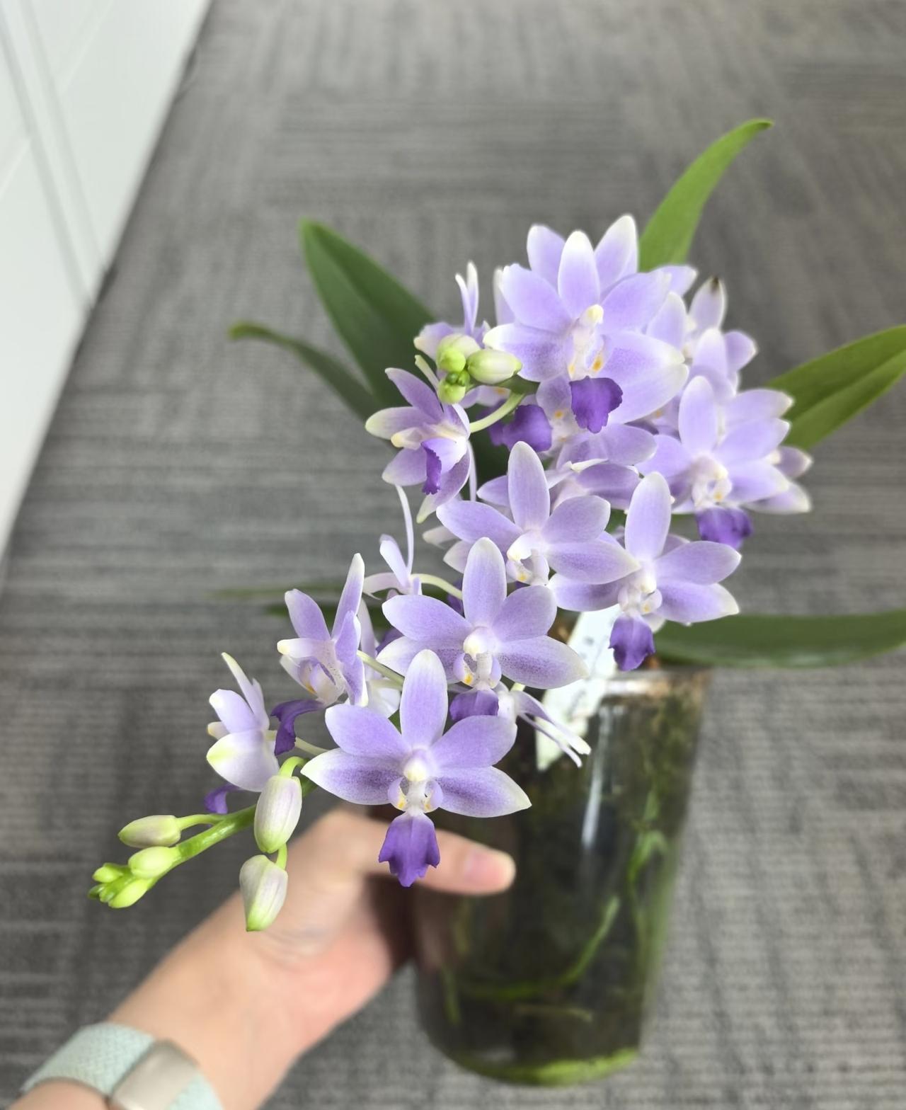 蝴蝶兰养护要点如下：营造适宜环境，放东向窗台，控温保湿；看根浇水，水质选放置后的