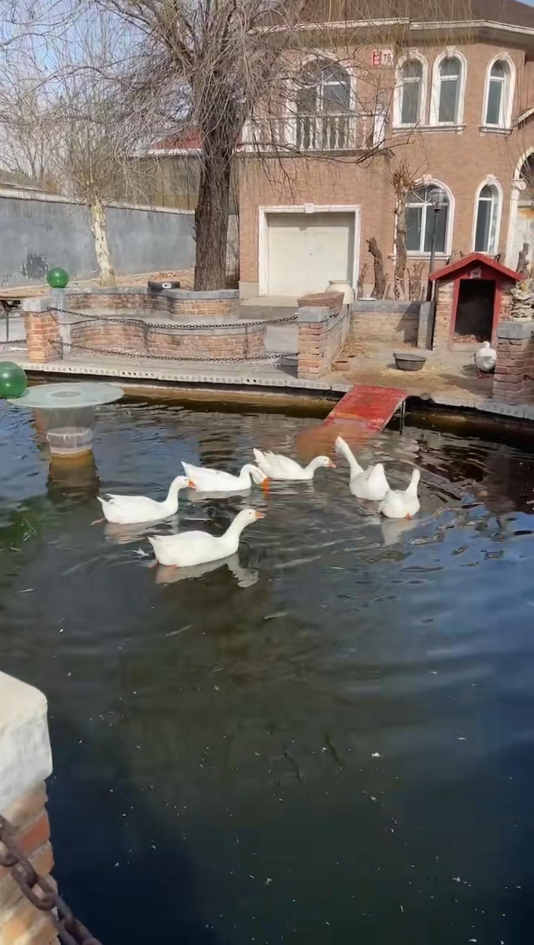 湖水清澈，水面上的鹅🪿自由自在。