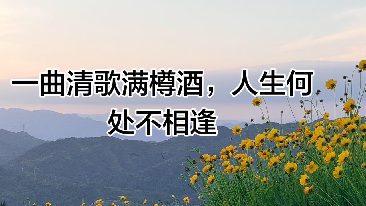 一曲清歌满樽酒，人生何处不相逢
赏花 金鸡菊花海 晚霞 山野烂漫为你而开
