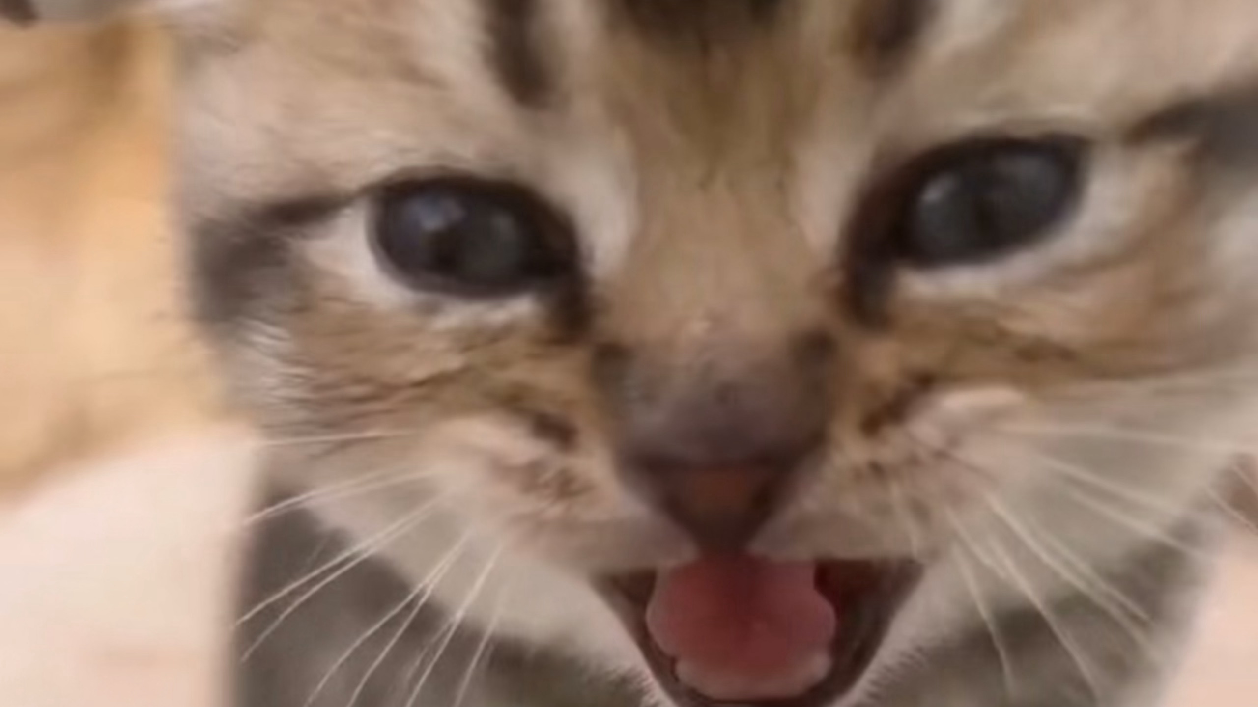 ₍^. .^₎⟆ 一猫一样 