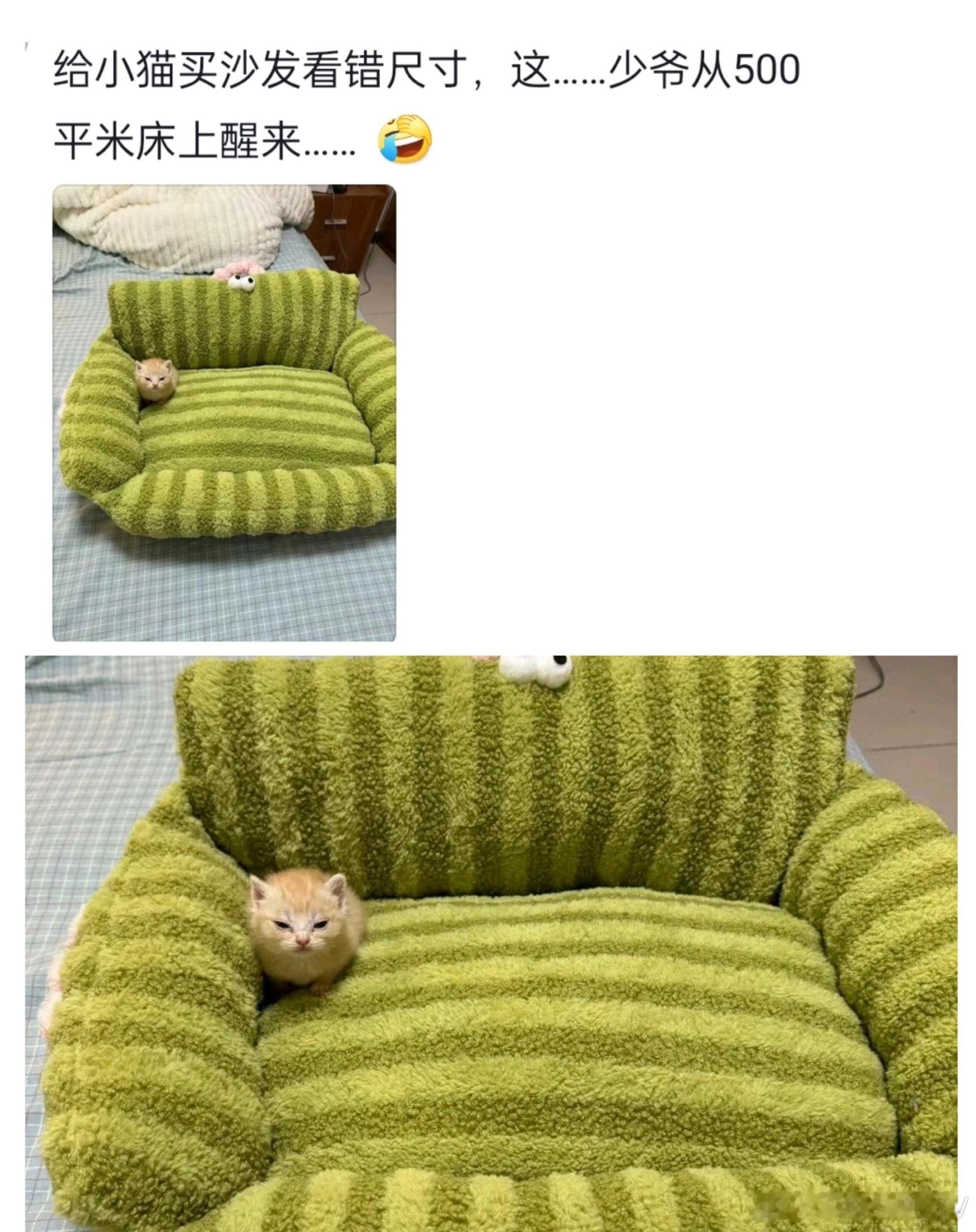 买东西不看尺寸的后果哈哈，看网友发的感觉太有意思了，还好我每次买的时候都会先研究
