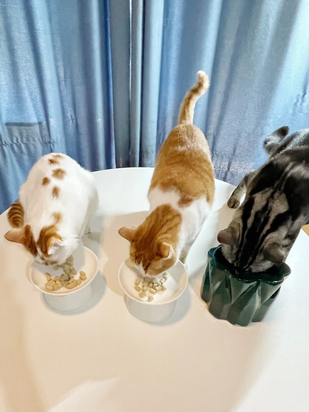 我承认，我是会养猪的