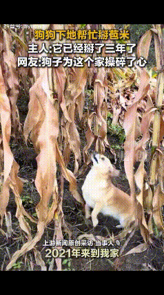 “成精了！”一女子和家人下地掰玉米，自家养的狗狗也跟着来到玉米地，还没等主人动手