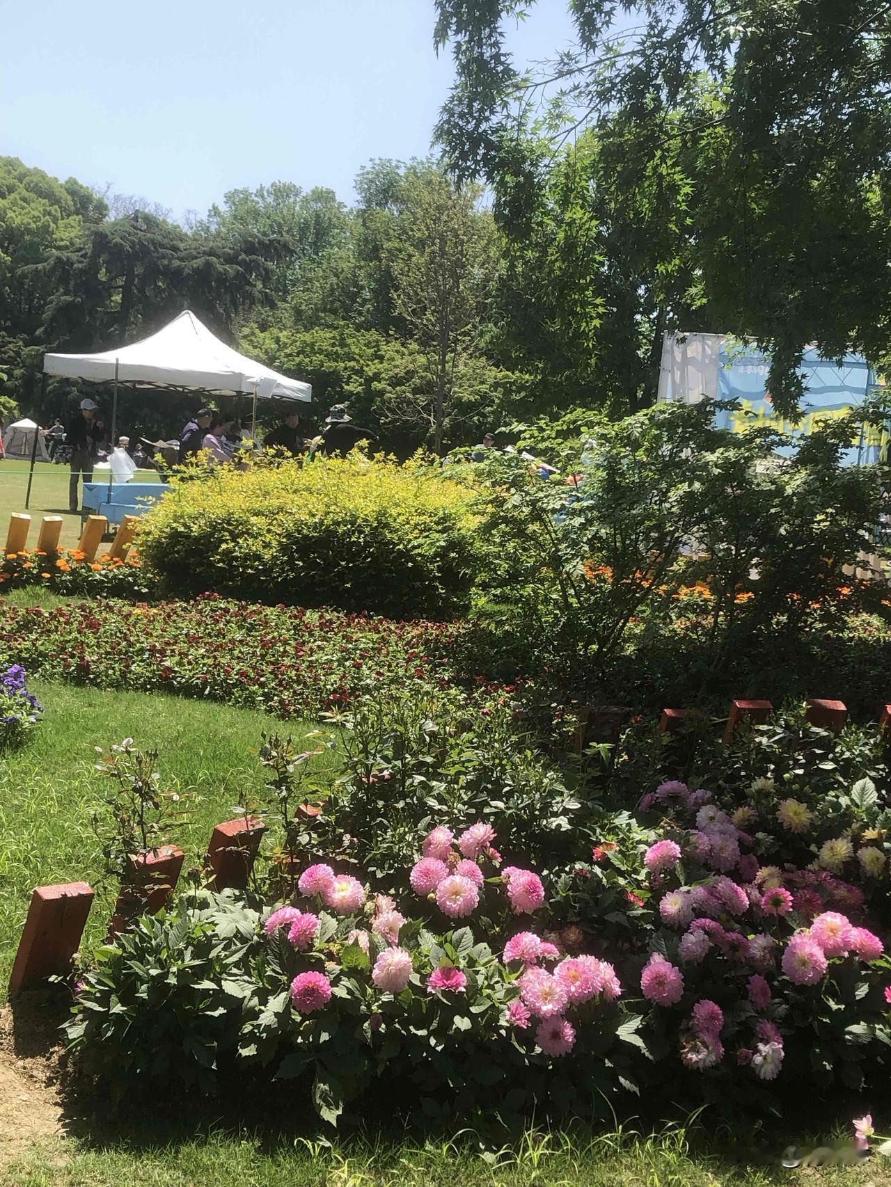 今天天气晴朗，阳光灿烂，逛公园随手拍的，树底下这一片大丽花也太好看了吧！粉的、红