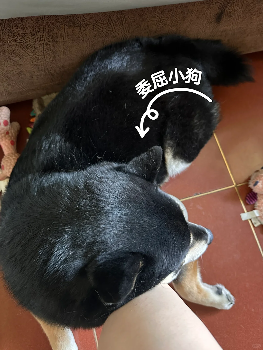 撒娇小狗