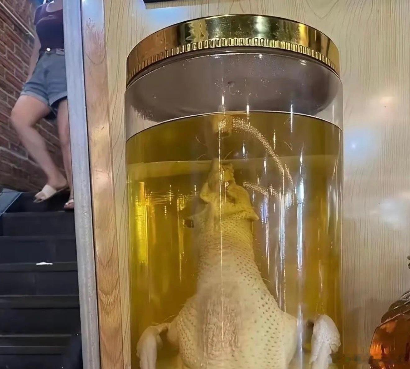 真的是一个敢泡，一个敢喝 