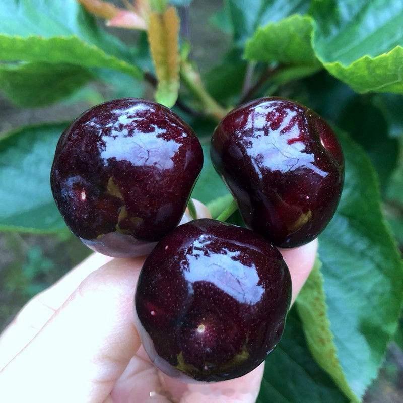 车厘子贴着4J撕下标签印着2JD2J车厘子果实直径约为28-30mm；3J车厘子