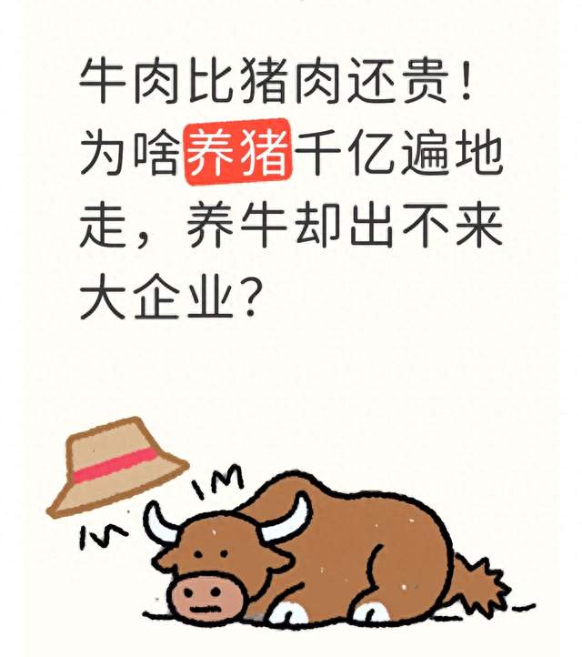 牛肉比猪肉还贵！为啥养猪千亿遍地走，养牛却出不来大企业？