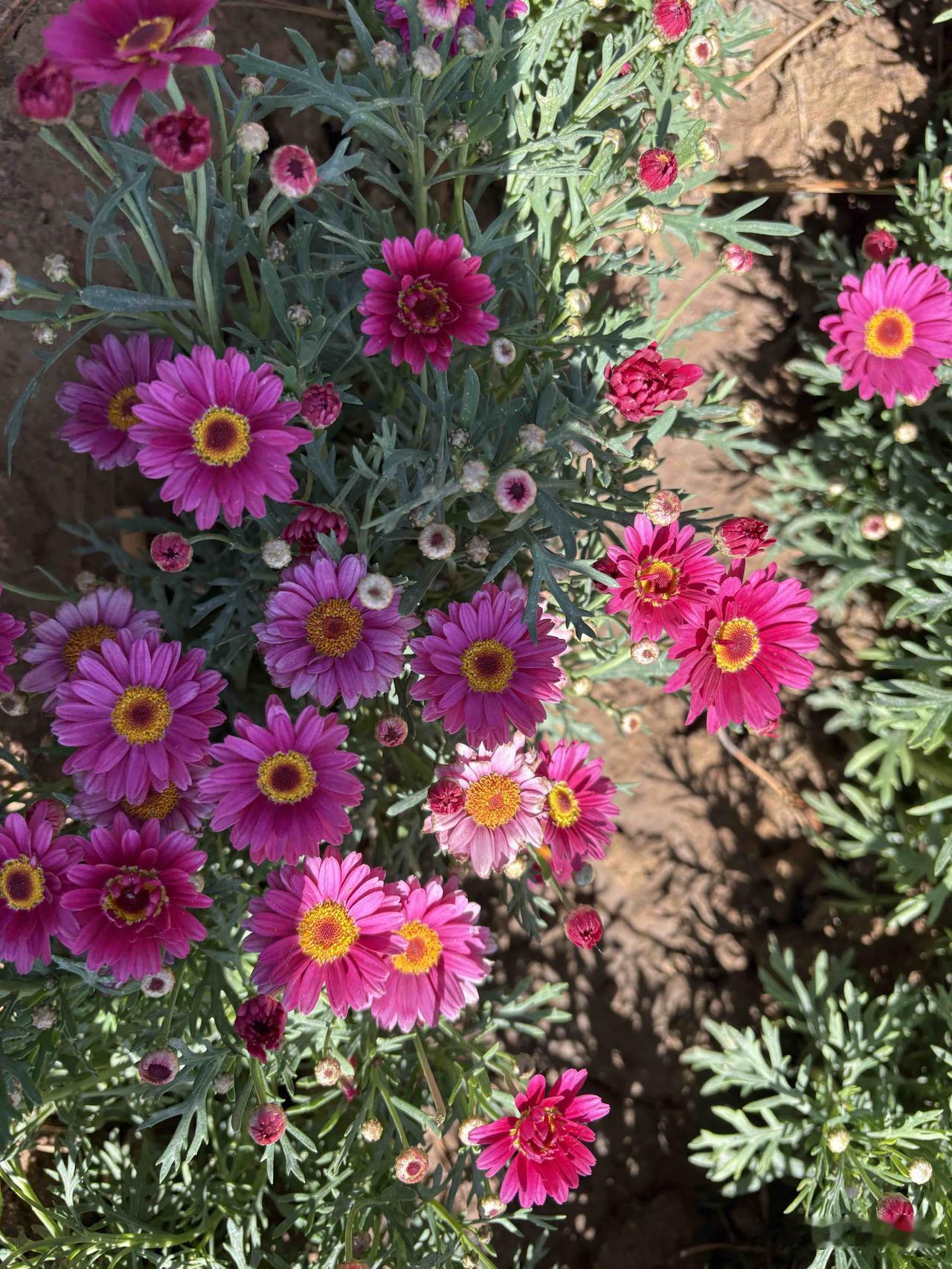 26、木茼蒿
/叶如茼蒿，花如雏菊。/